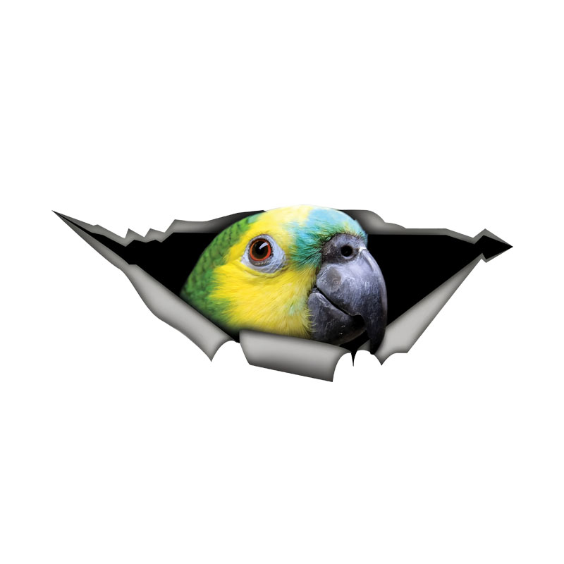 Car Accessories Amazon - DK582 # Stiker Mobil Burung Beo